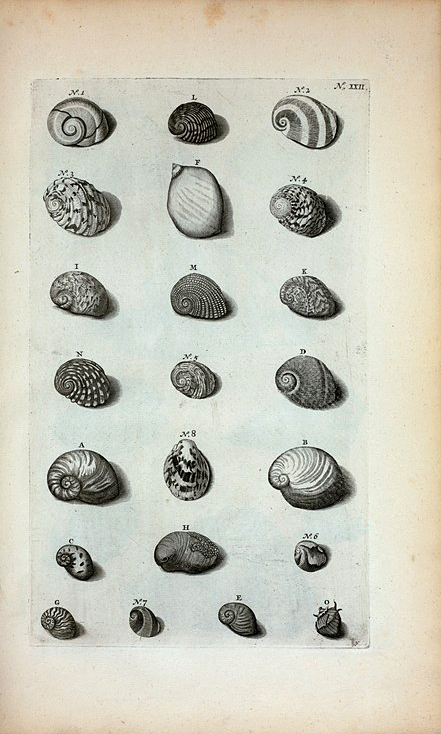 Cochleæ Valvatæ, sive Semilunares: A. Valvata lævis prima, sive Vitellus; B. Vitellus compressus; C. Valvata quarta; D. Valvata quinta; E. Valvata sexta; F. Valvata septima, sive albula; G. Valvata octava, sive tenuis; H. Valvata decima fluviatilis, sive Rubella; Fig. 1. et 2. sunt duæ species eximiæ pulchritudinis; Valvatæ Stritæ sunt secunda Species Cochlearum: I. Valvata striata prima, sive Alpina; K. Valvata secunda, sive fasciata; L. Valvata tertia undulata; M. Valvata granulata; N. Valvata sulcata nigra; O. Valvata spinosa; Fig.3. Valvata semilunaris vera; Fig. 4. Valvatæ semilunaris veræ secunda species; Fig. 5. Valvatæ semilunaris veræ tertia species; Fig. 6. Quarta species ut supra; Fig. 7. Quinta species ut ante; Fig. 8. (Belg.) Opregte Wijd-mond.