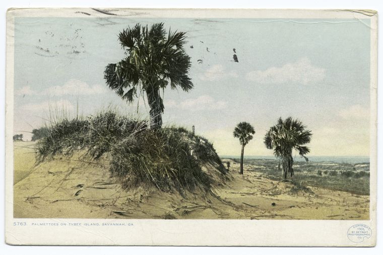Palmettoes on Tybee Island, Savannah, Ga.
