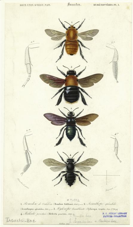 Insectes : Hyménoptères, pl. 1.