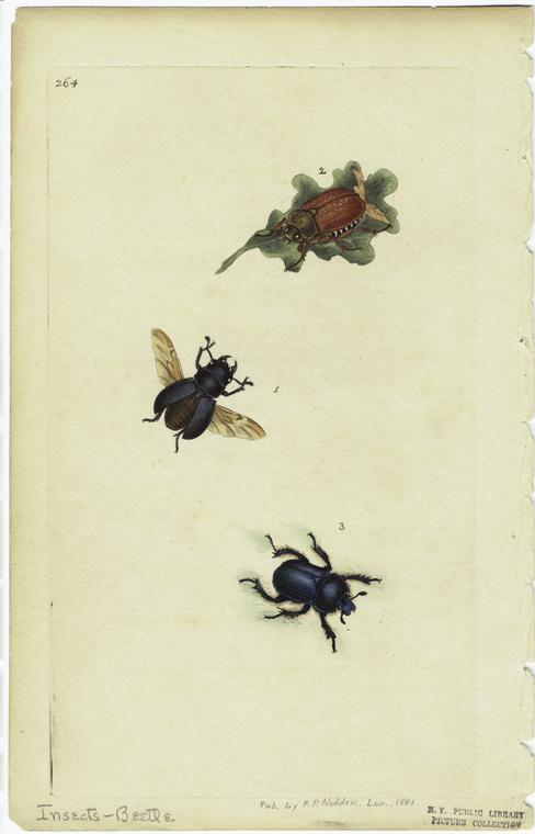 [Winged beetle, beetle on leaf, and beetle.]