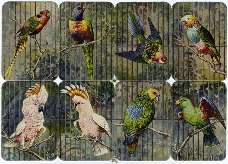[Various birds on attached cards.]