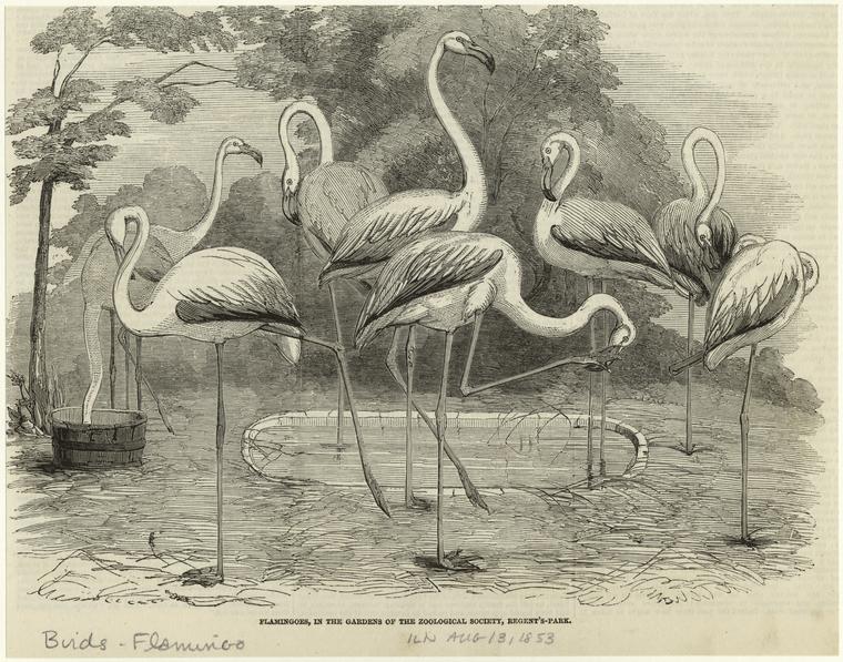 Flamingoes, in the gardens of the zoological society, Regent's-Park.