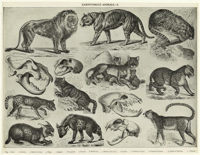 Carnivorous animals -- I - NYPL Digital Collections