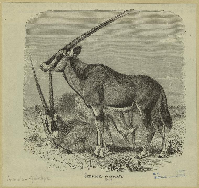 Gems-bok -- Oryx gazella - NYPL Digital Collections