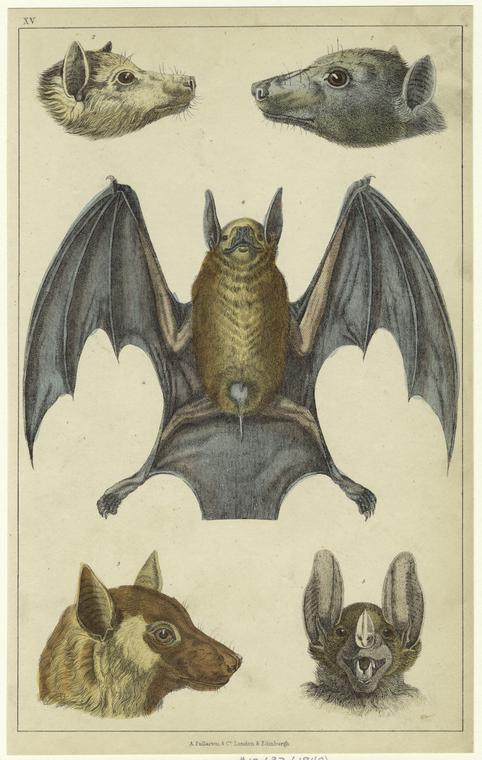 Framed Print Antique Animal Picture Bats Vintage Victorian Bat Illustrations 