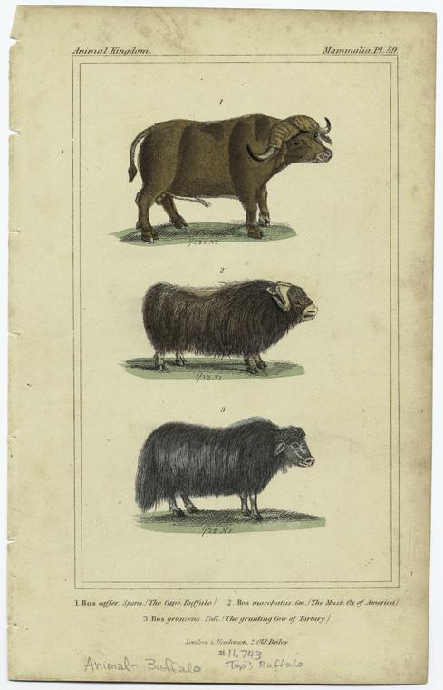 The cape buffalo ; the musk ox of America ; The grunting Cow of Tartary -  NYPL Digital Collections