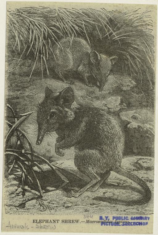Elephant shrew -- Macroscelides typicus - NYPL Digital Collections