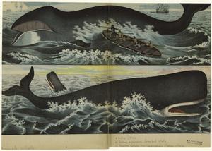 Greenland whale ; Sperm whale. Digital ID: 823817. New York Public Library