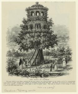 The maple of Ratibor. Digital ID: 835253. New York Public Library