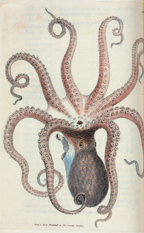 Sepia octopus. (Eight-armed Cuttle-fish) [Class 6. Vermes; Order 2.  Mollusca] - NYPL Digital Collections