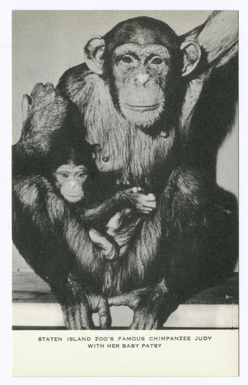 Staten Island Zoo'sFamous Chimpanzee Judy with her baby Patsy, Digital ID 105160, New York Public Library