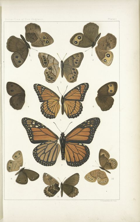 Butterflies in color. - Nymphalidae, especially Satyrinae., Digital ID 106370, New York Public Library