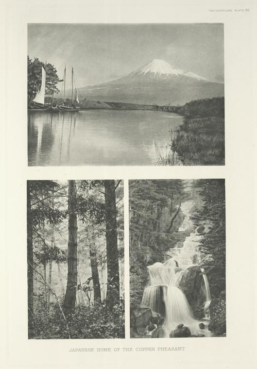 Japanese home of the Copper Pheasant., Digital ID 107350 , New York Public Library