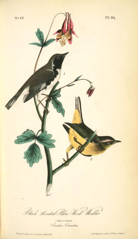 Black-throated Blue Wood-Warbler. 1. Male. 2. Female. (Canadian Columbine.), Digital ID 108353, New York Public Library