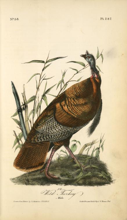 Wild Turkey. Male., Digital ID 108548, New York Public Library