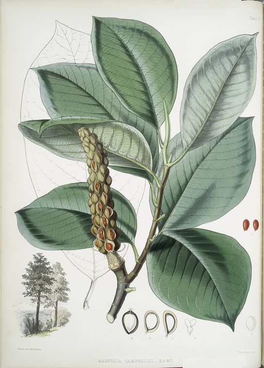 Magnolia Campbellii, H.f. et T. (Fruiting plant in foliage)., Digital ID 1102588, New York Public Library