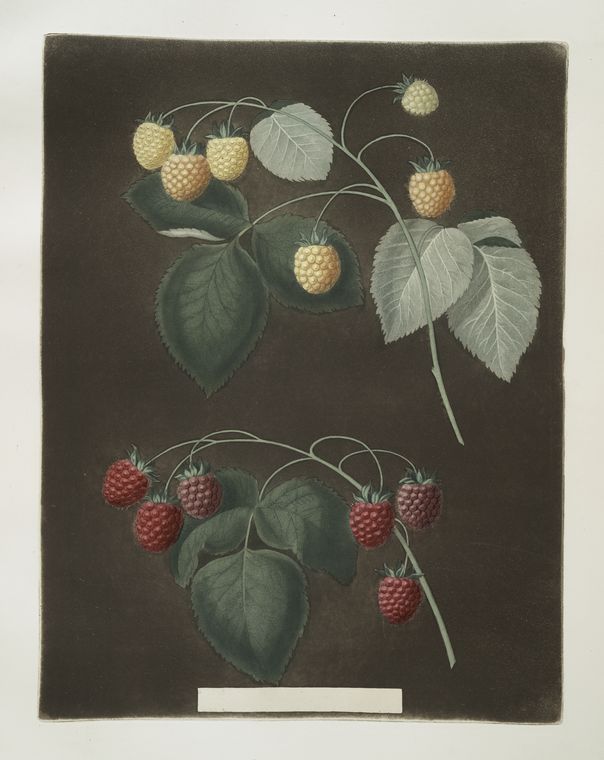 [Red and the White Antwerp Raspberries.], Digital ID 1107536, New York Public Library