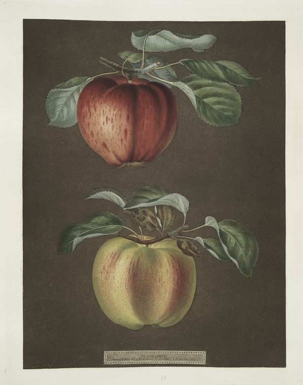 Apples (Phoenix and the Norroway's beauty varities)., Digital ID 1107618, New York Public Library