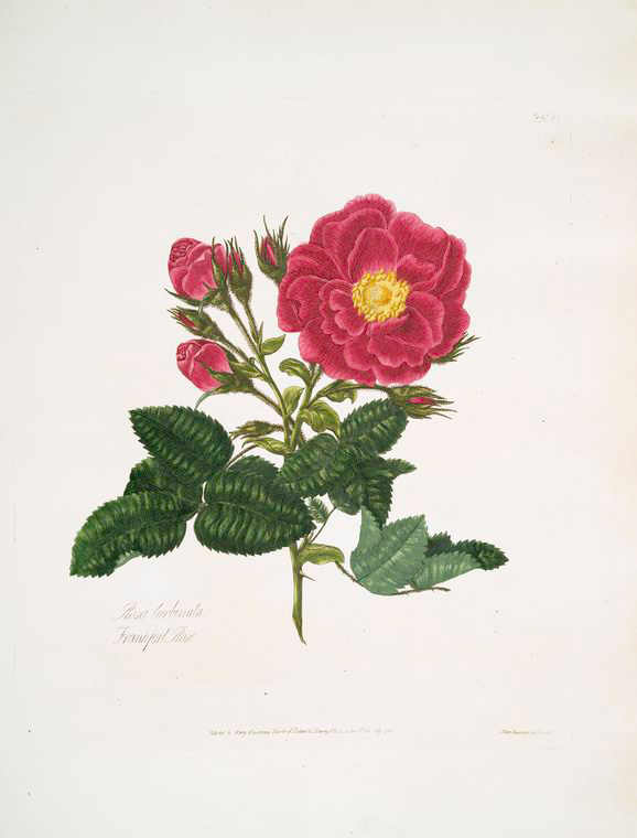 rosa turbinata = Frankfort rose., Digital ID 1111037, New York Public Library