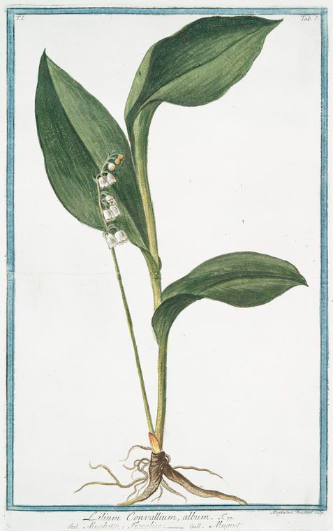 Lilium Convallium, album = Mughetto Floralise = Muguet. [Lily of the Valley], Digital ID 1124933, New York Public Library
