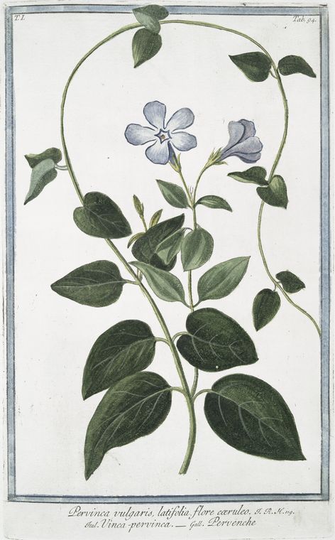 Pervinca vulgaris, latifolia, flore cæruleo = Vinca-pervinca = Pervenche. [Vinca minor or Periwinkle], Digital ID 1125022, New York Public Library