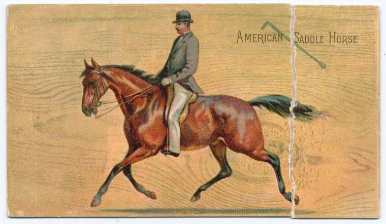 American Saddle Horse., Digital ID 1136408 , New York Public Library