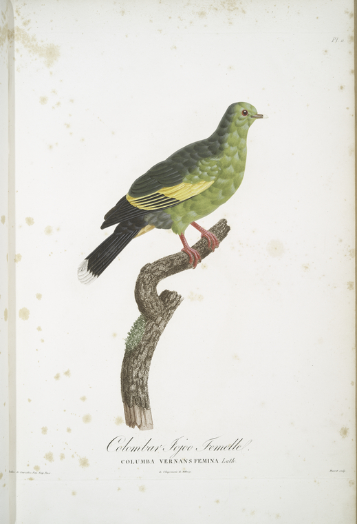 [Les Colombars] Colombar Jojoo, femelle (Columba Vernans, femina)., Digital ID 113856, New York Public Library