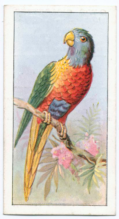 Rainbow lorikeet. , Digital ID 1197808, New York Public Library