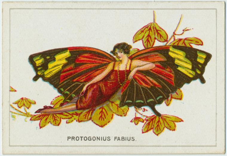 Protogonius fabius., Digital ID 1200558, New York Public Library