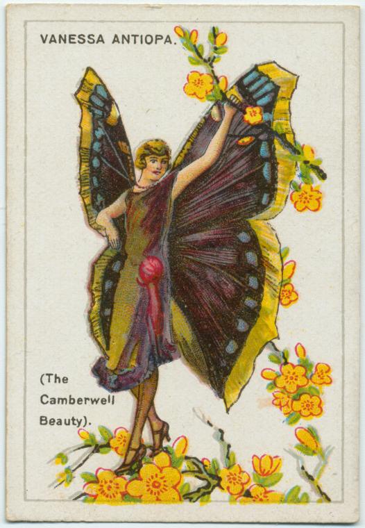 The camberwell beauty., Digital ID 1200598, New York Public Library