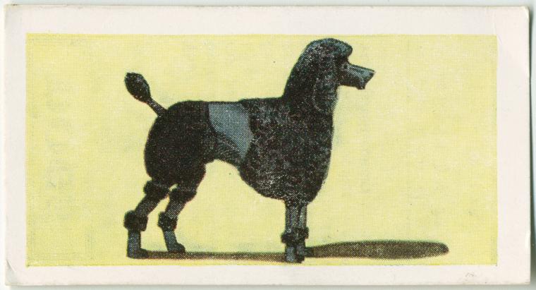 Poodle., Digital ID 1520383, New York Public Library