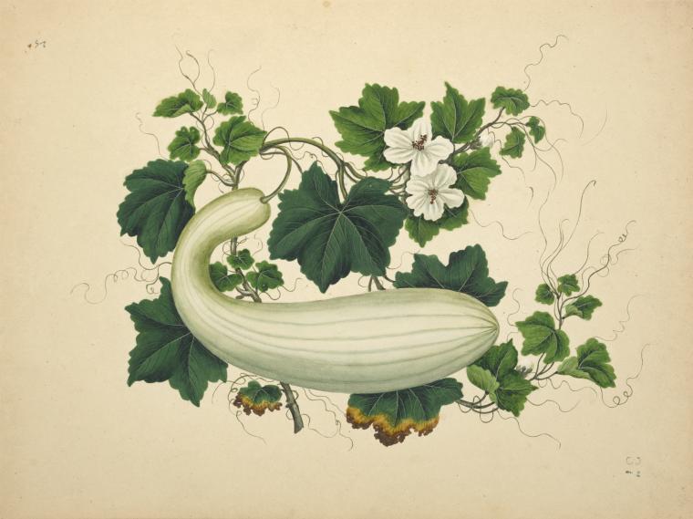 [Large green striped gourd, white flowers.], Digital ID 1564104, New York Public Library