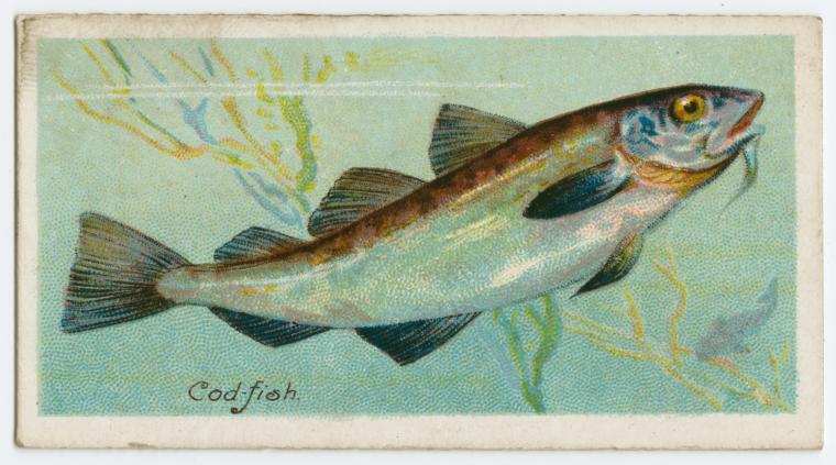 Cod-fish (Gadus morrhua)., Digital ID 1571646, New York Public Library