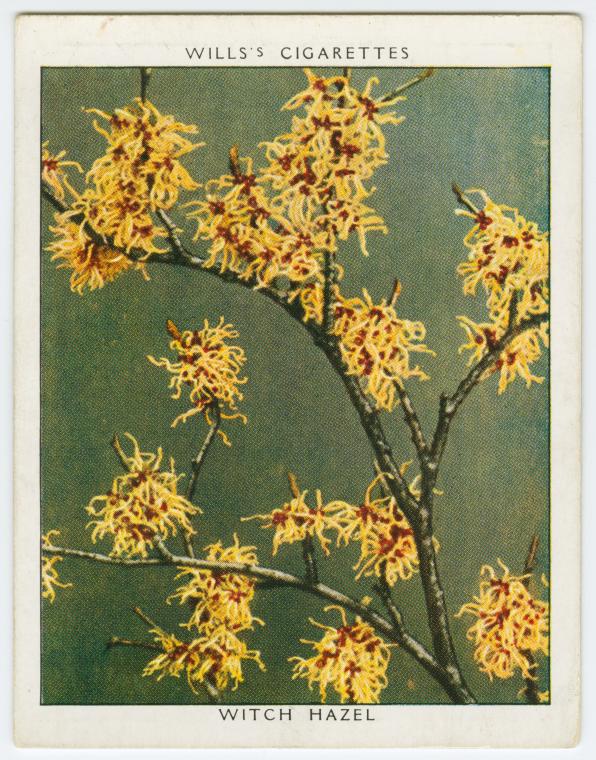 Witch hazel (Hamamelis arborea). , Digital ID 1575348, New York Public Library