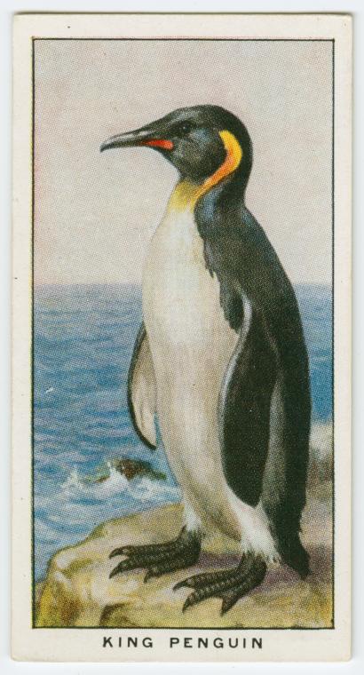 King penguin (Aptenodytes pennanti)., Digital ID 1579662, New York Public Library