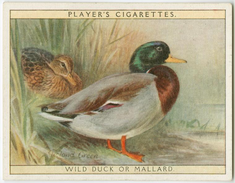 Wild Duck or Mallard., Digital ID 1589205, New York Public Library