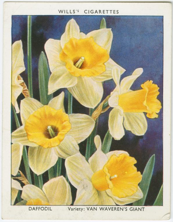 Daffodil., Digital ID 1589893, New York Public Library