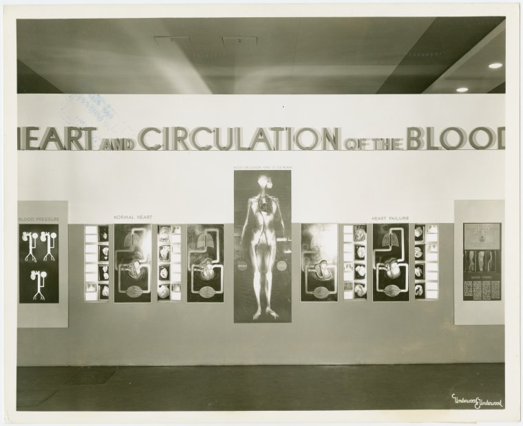 Medicine and Public Health - Exhibit on blood circulation, Digital ID 1677813, New York Public Library