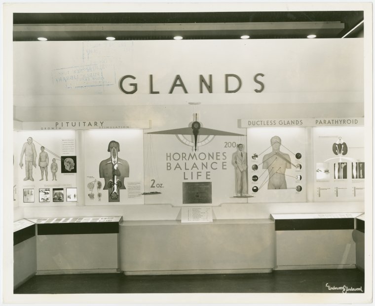 Medicine and Public Health - Exhibit on glands, Digital ID 1677823, New York Public Library