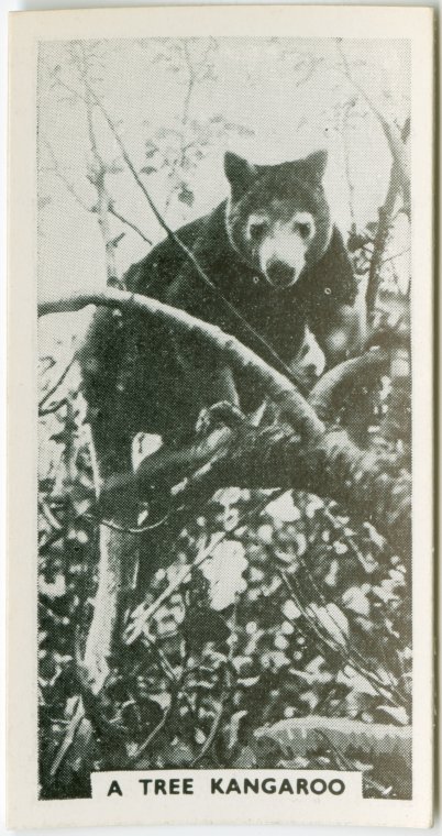 A tree kangaroo., Digital ID 1803590, New York Public Library