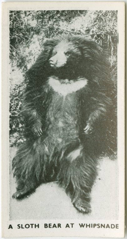 A sloth bear at Whipsnade., Digital ID 1803634, New York Public Library