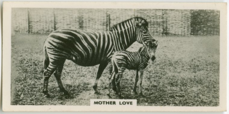 "Mother love.", Digital ID 1803711, New York Public Library