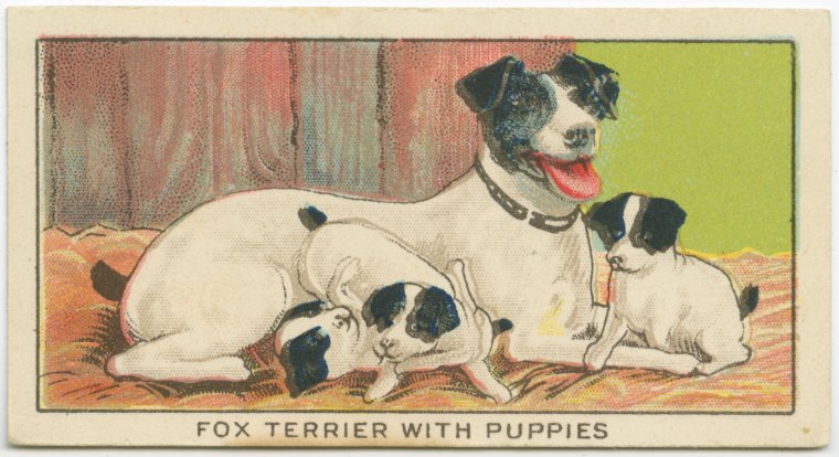 Fox Terrier with Puppies., Digital ID 1814875, New York Public Library