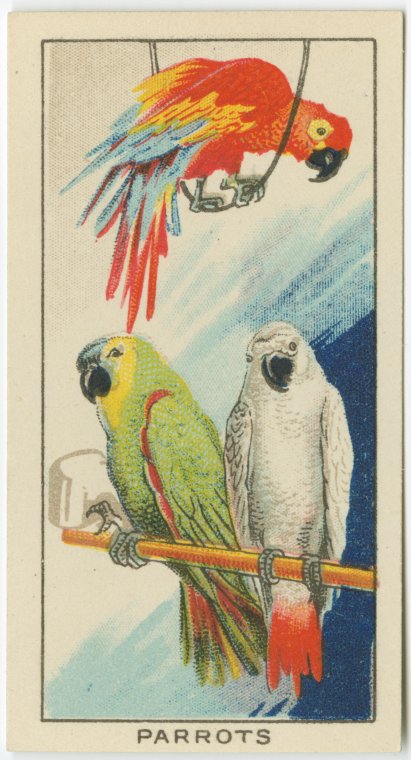 Parrots., Digital ID 1814911, New York Public Library