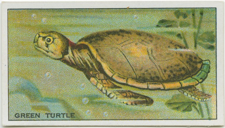 Green Turtle., Digital ID 1817339, New York Public Library