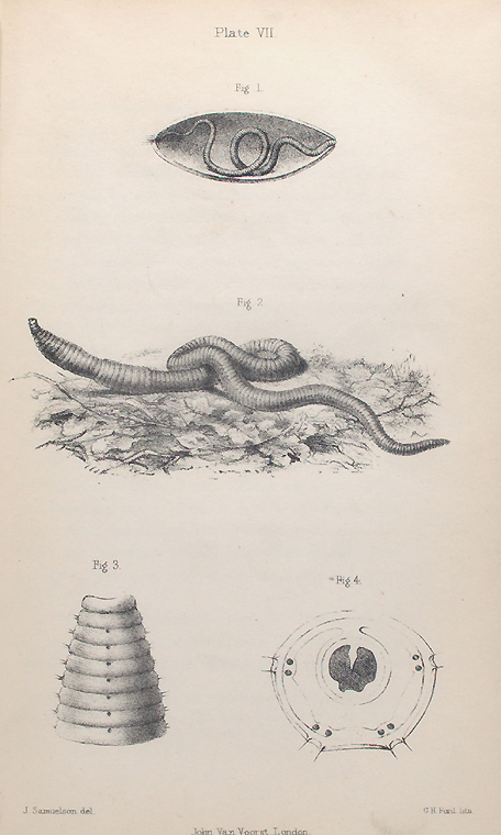  Fig. 1. Young worm escaping from pupa-case, Fig. 2. Earthworm, showing hooks and selled rings, Fig. 3. Anterior rings of worm, with lip, hooks, and respiratory apertures. - from burmeister, Fig. 4. Transverse section of worm. - from ditto., Digital ID 400583, New York Public Library