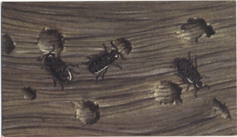 Wood gnawed by beetles., Digital ID 409797, New York Public Library