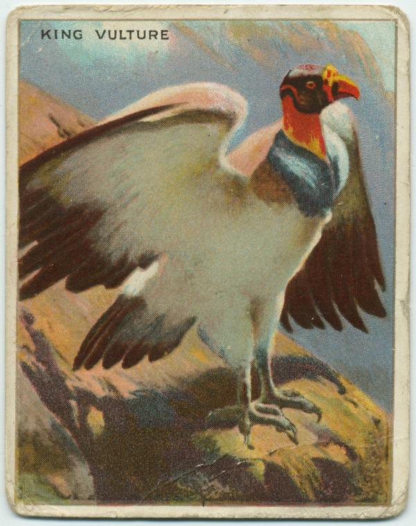 King Vulture., Digital ID 411072, New York Public Library