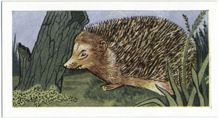 The Hedgehog., Digital ID 411954, New York Public Library