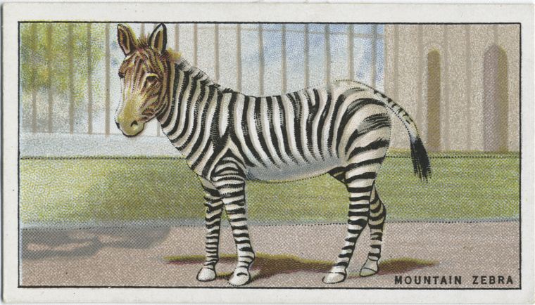 Mountain Zebra., Digital ID 413150, New York Public Library